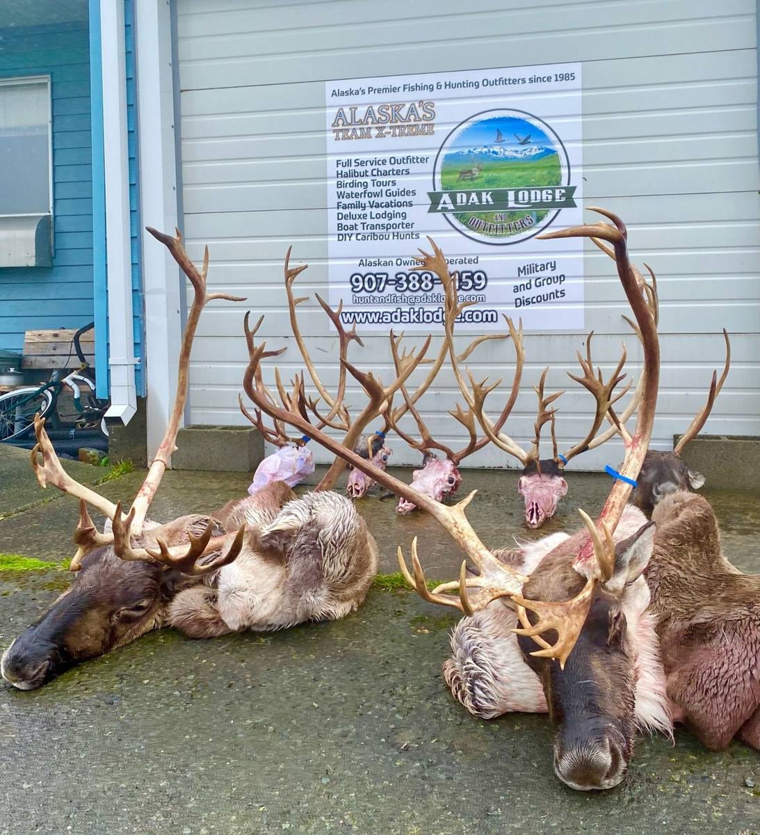 Four Caribou racks displayed at the Adak Lodge sign