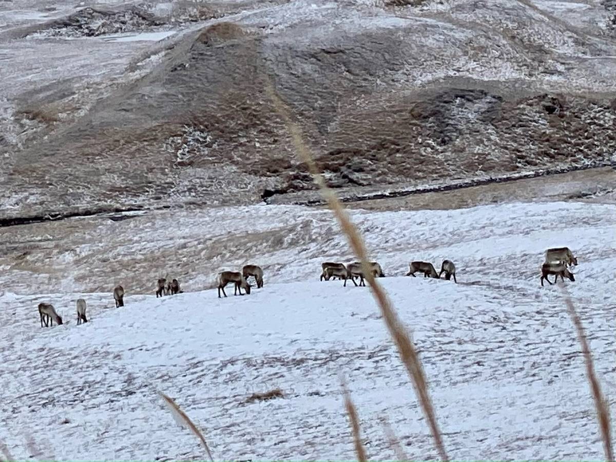 Caribou herd grazing on a snowy Adak hillside