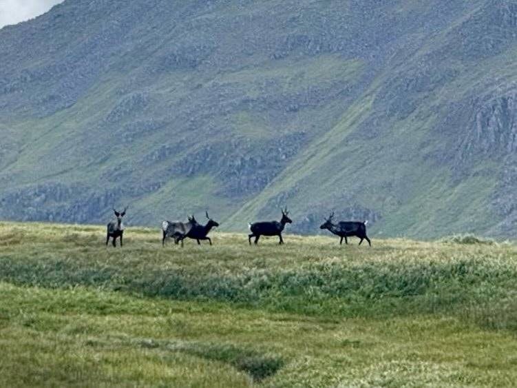 Caribou herd on the Adak tundra