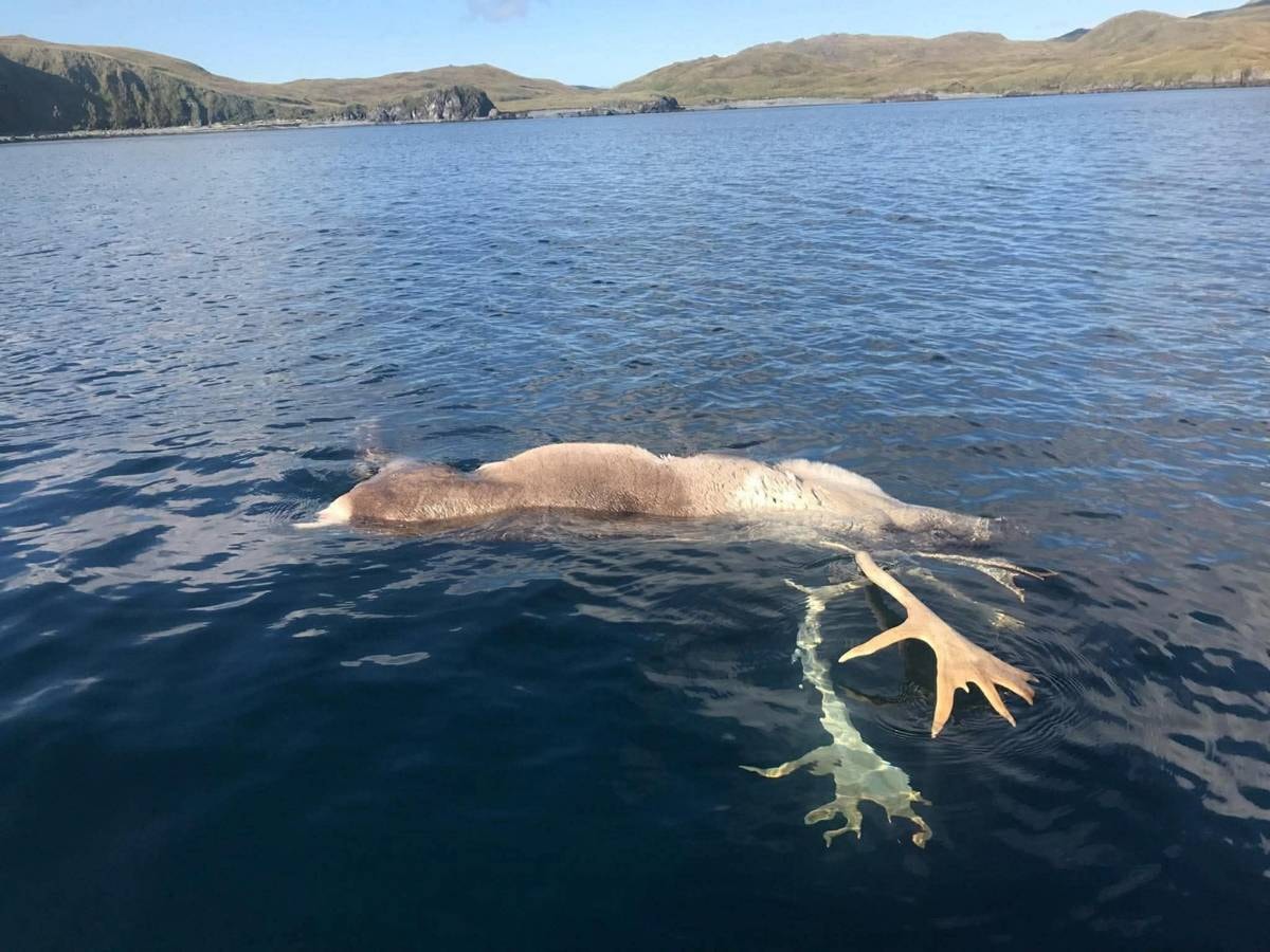 Harvested Caribou being towed through the water