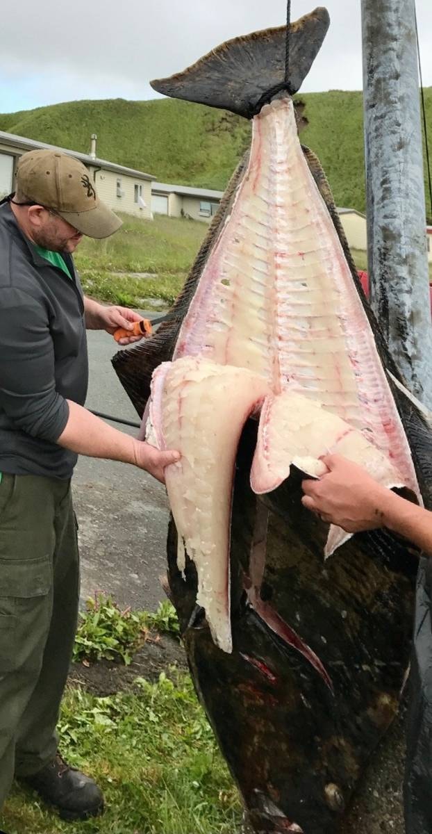 Filleting a giant halibut