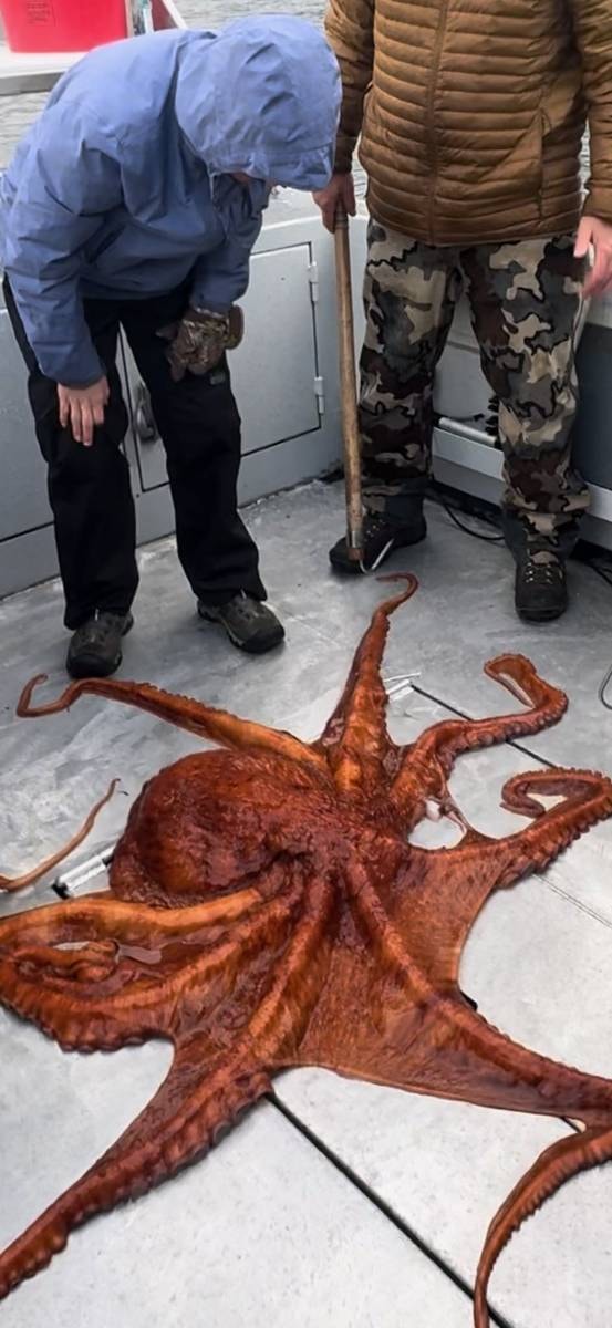 Giant octopus on the dock