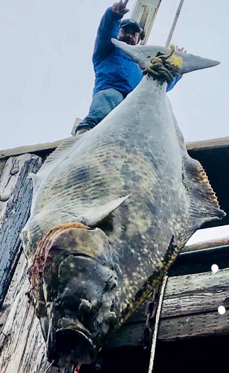 Monster Halibut hanging from the dock hoist