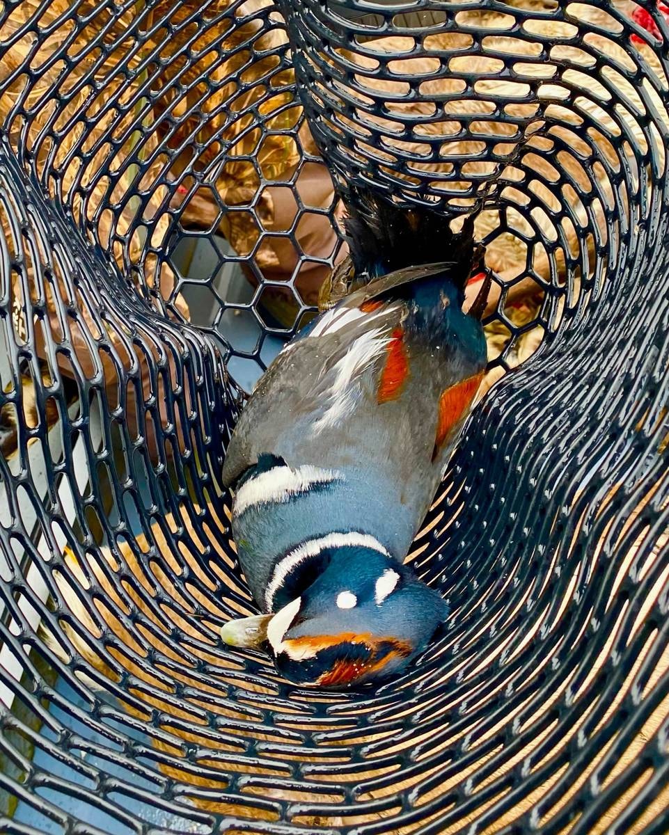 Harlequin ducks in a mesh basket