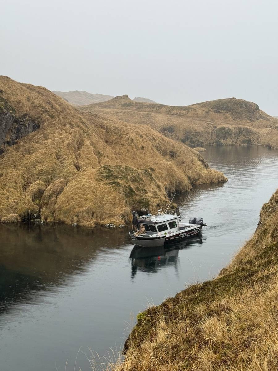Lodge boat navigating a narrow Adak cove, golden tundra hills on both sides