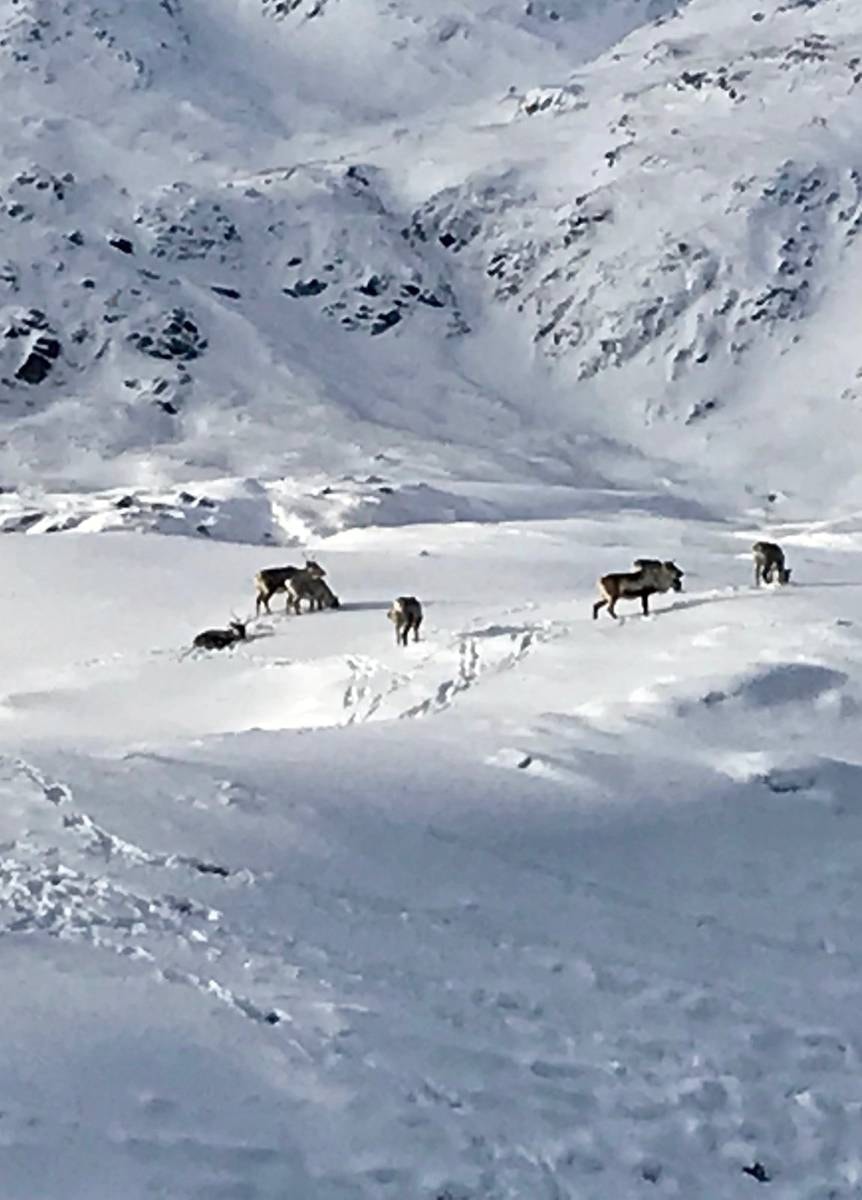 Small Caribou herd scattered across a massive snow-covered Adak mountain valley