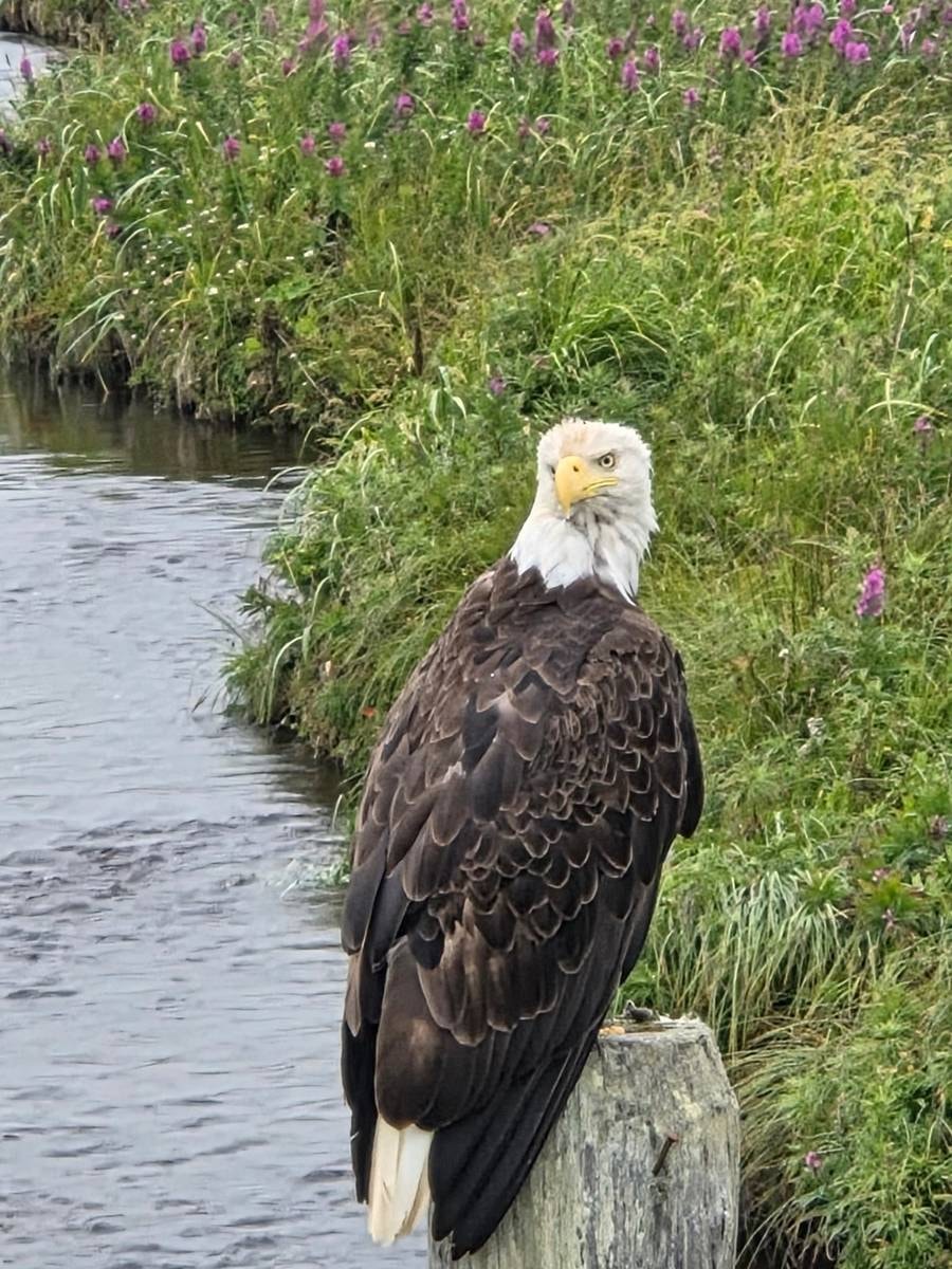 Bald Eagle on a post, fireweed blooming behind on Adak Island