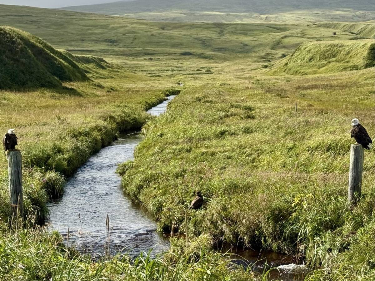 Two Bald Eagles on posts flanking an Adak tundra stream