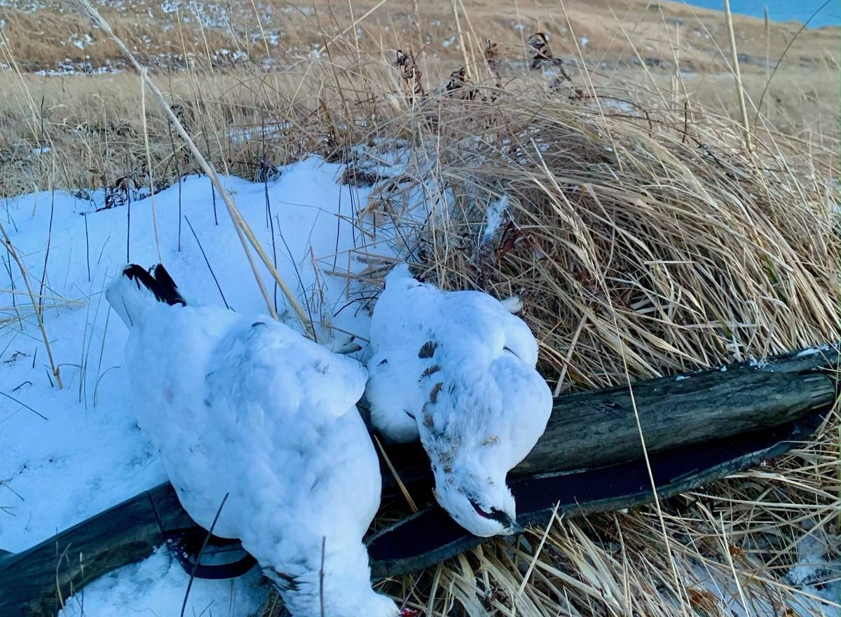 Ptarmigan hunting at Adak Lodge