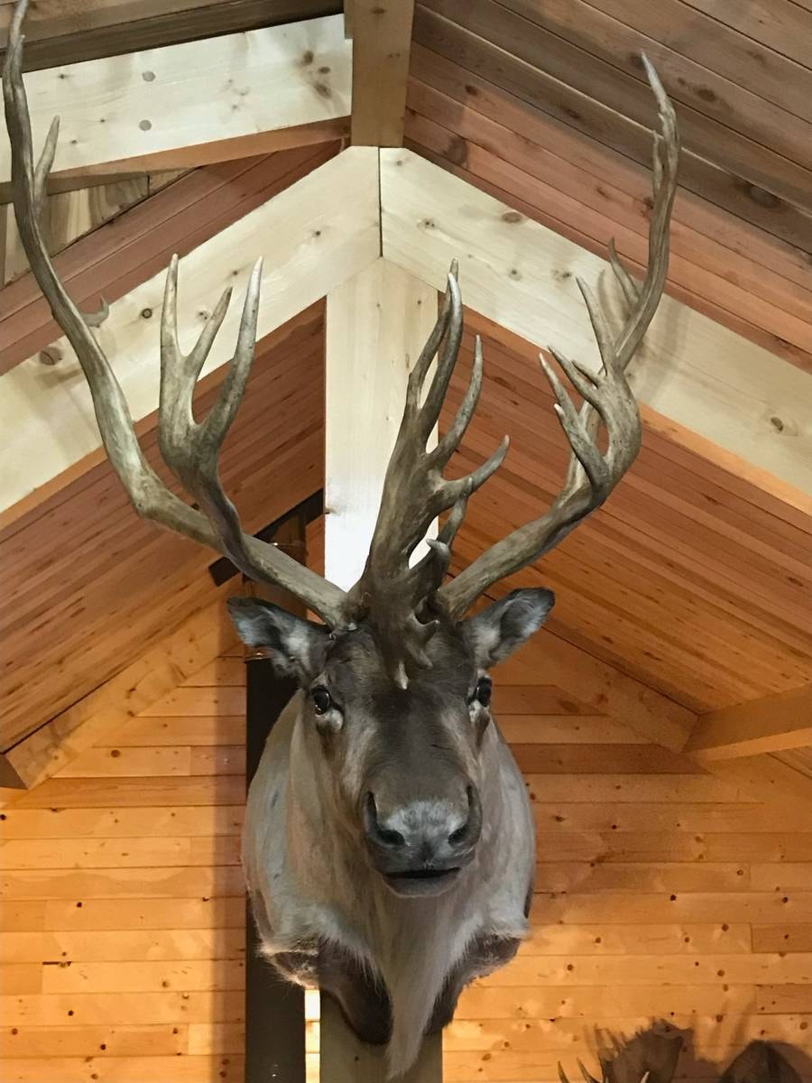 Trophy mount above the rafters