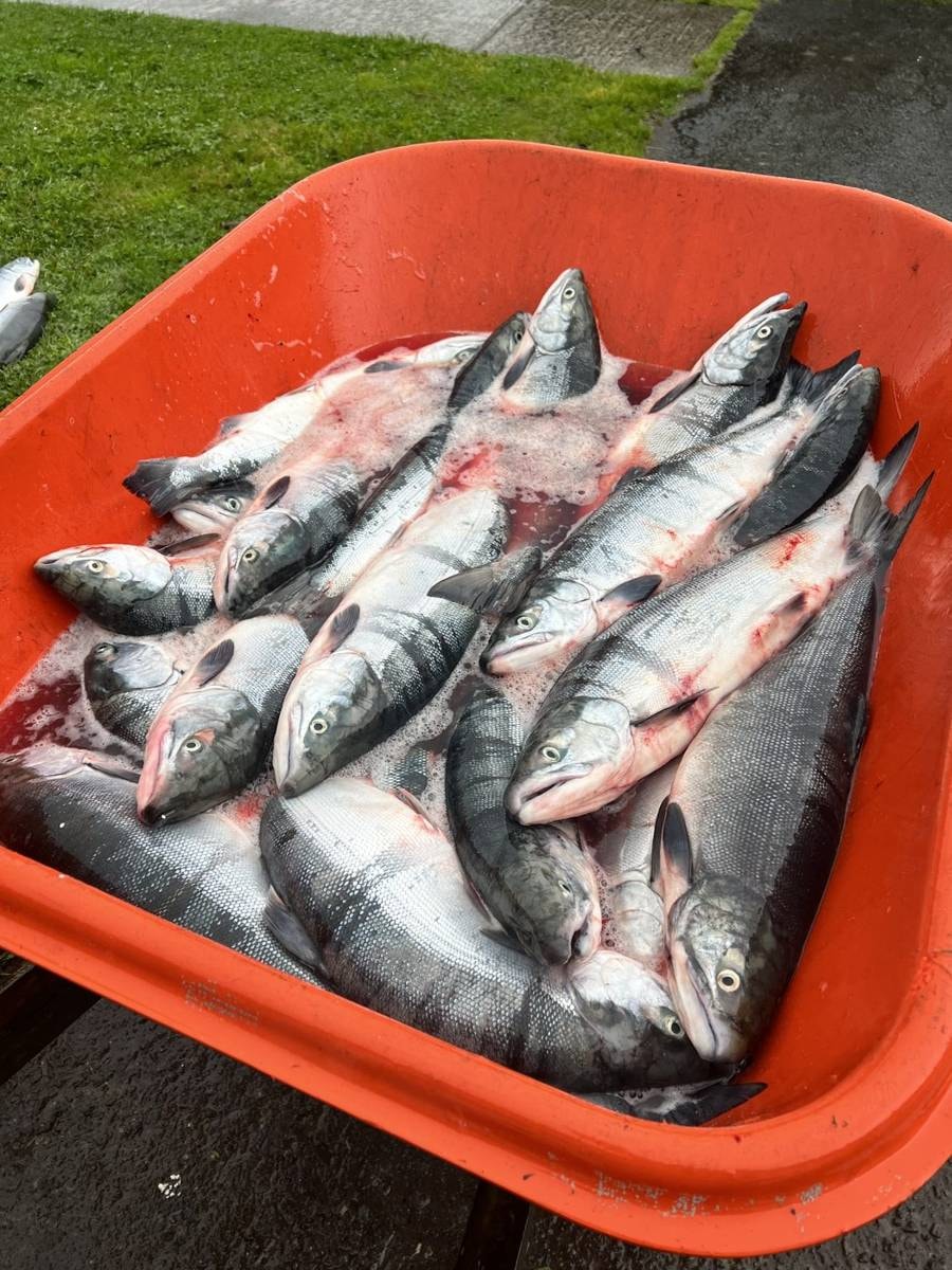 Fresh salmon in orange bin