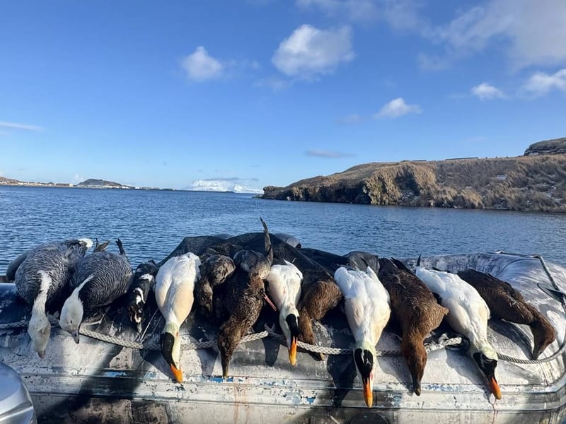 Sea Ducks & Waterfowl hunting at Adak Lodge