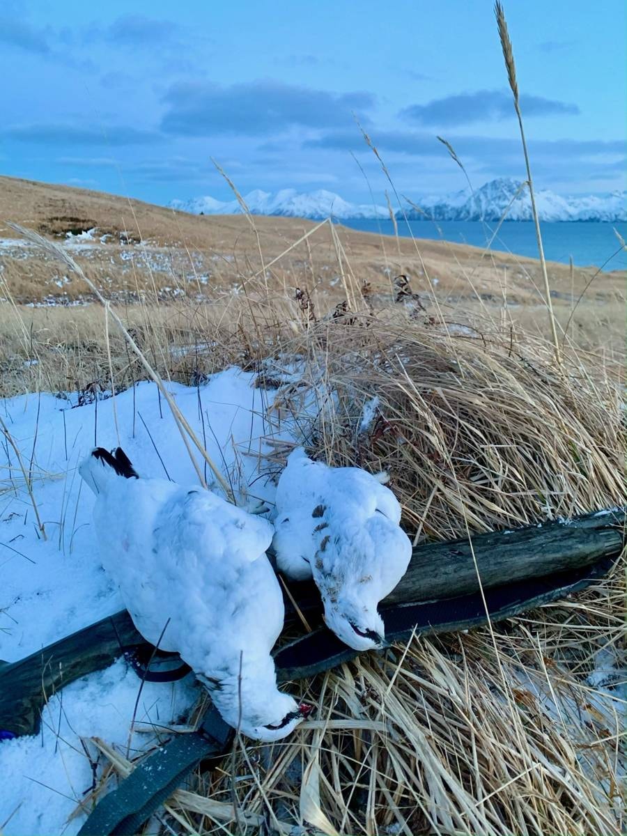 Harlequin ducks and Ptarmigan laid out together