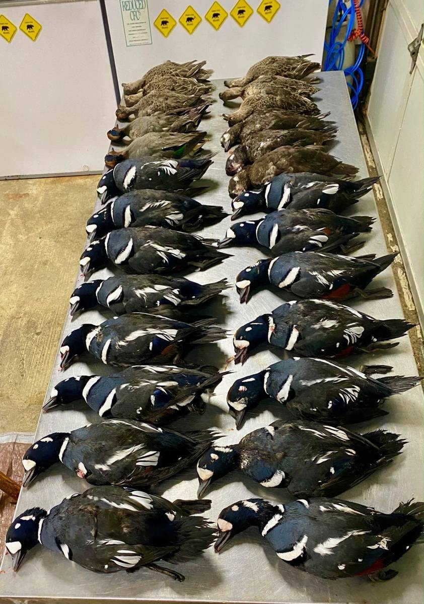 Massive table haul of Harlequin drakes