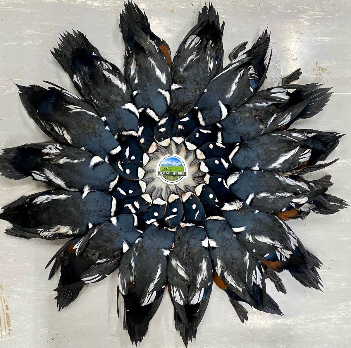 Harlequin ducks arranged in a circular wreath display