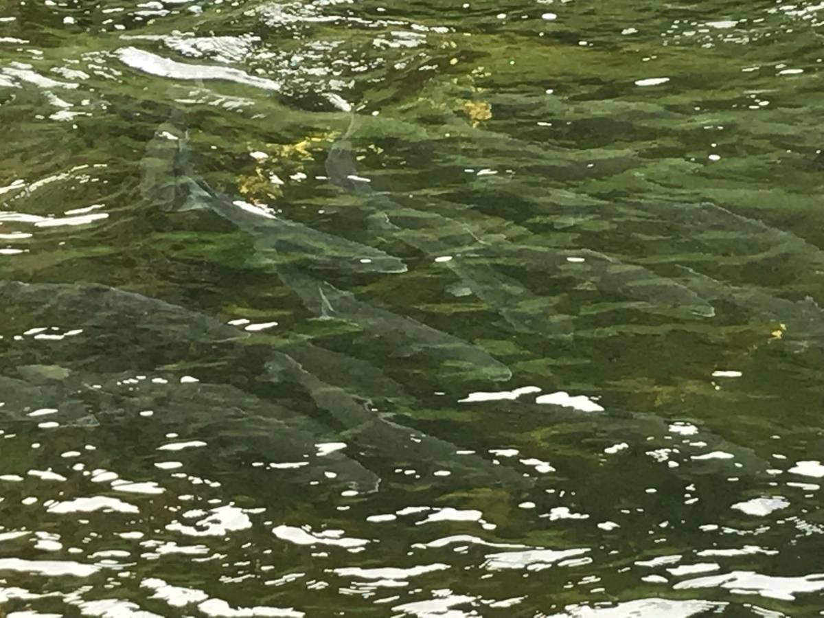 Salmon running in an Adak creek