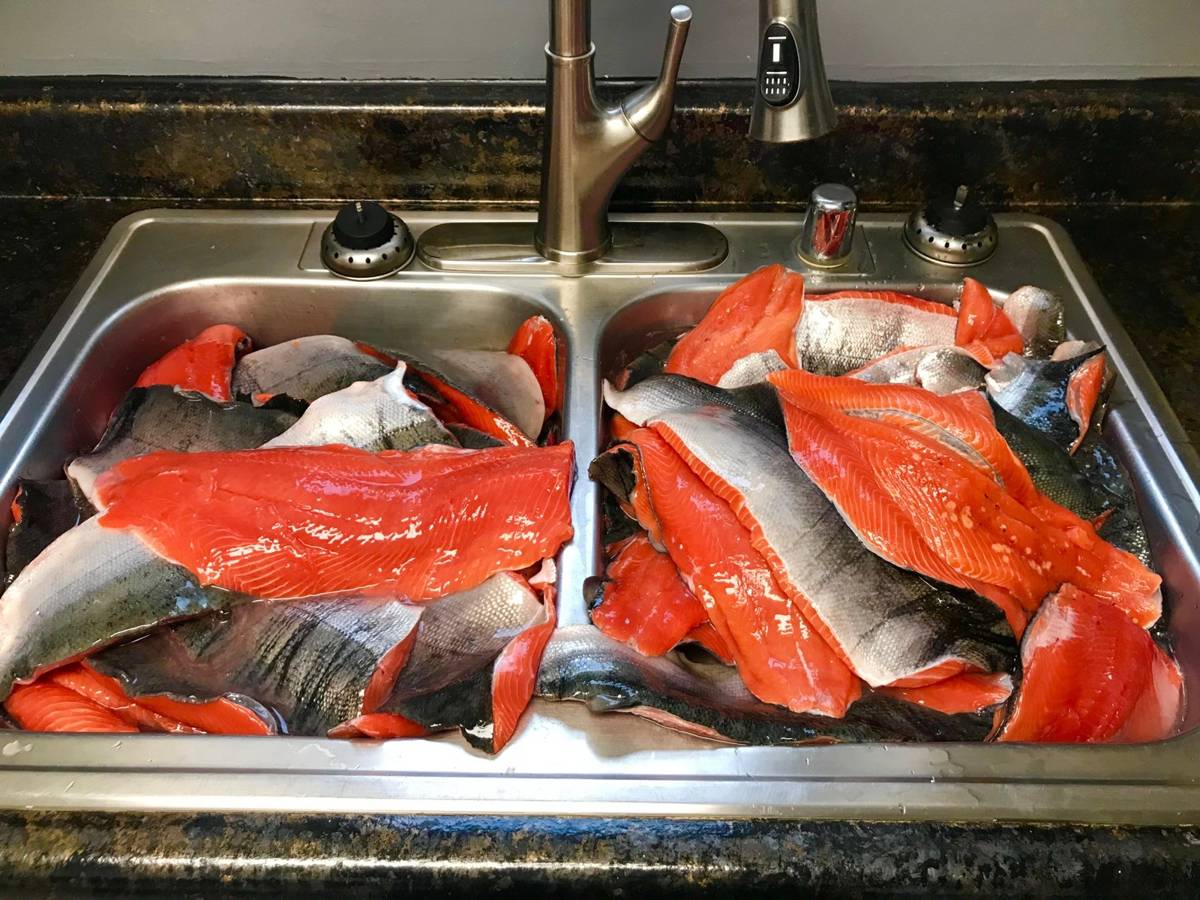 Sink full of fresh Salmon fillets ready to freeze