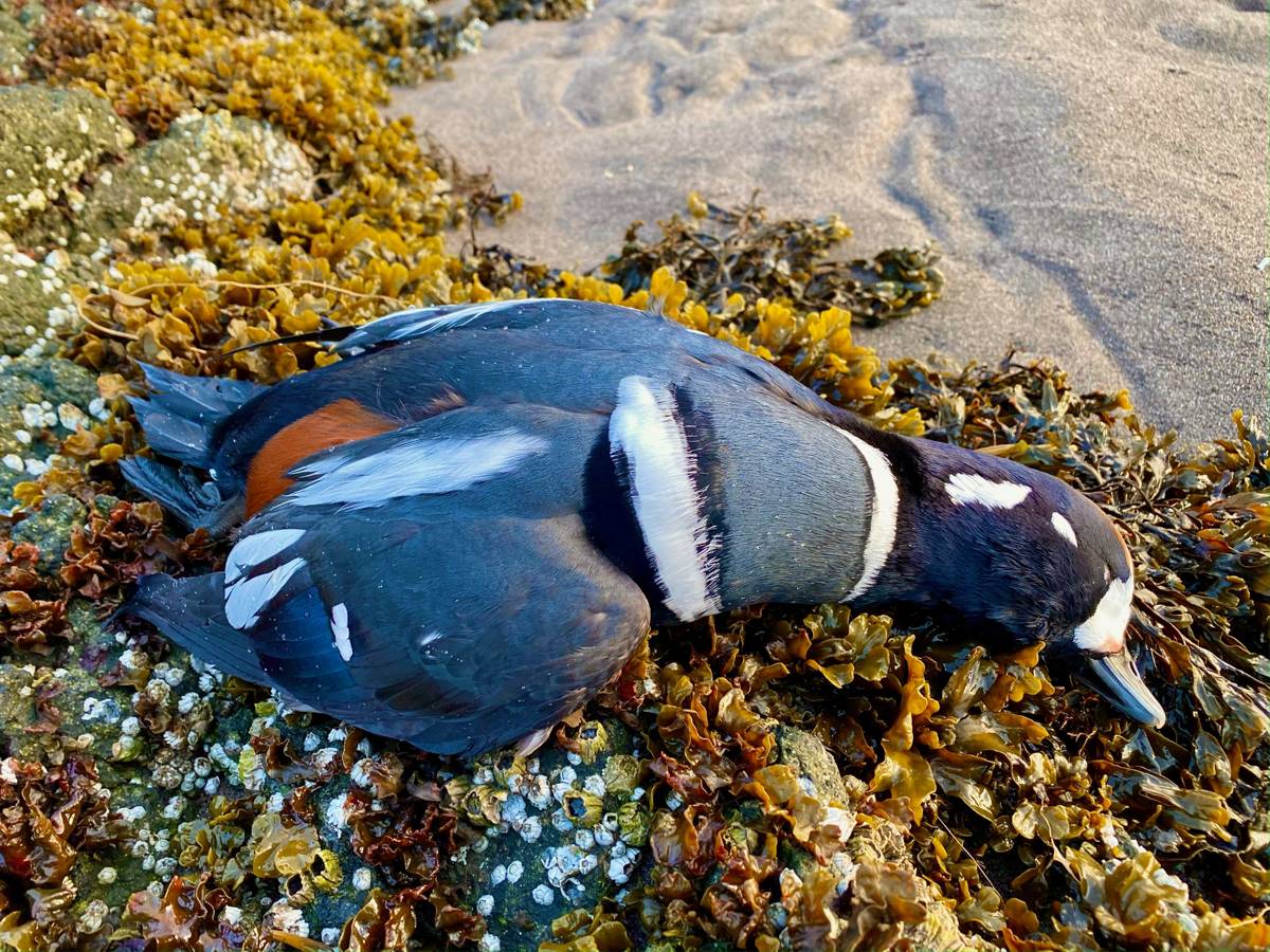 Harlequin drake on seaweed-covered tidepool rocks