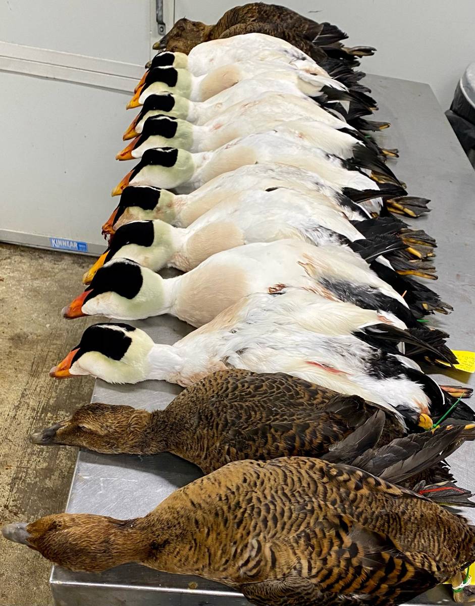 Lineup of Pacific Eider drakes with a pair of hens