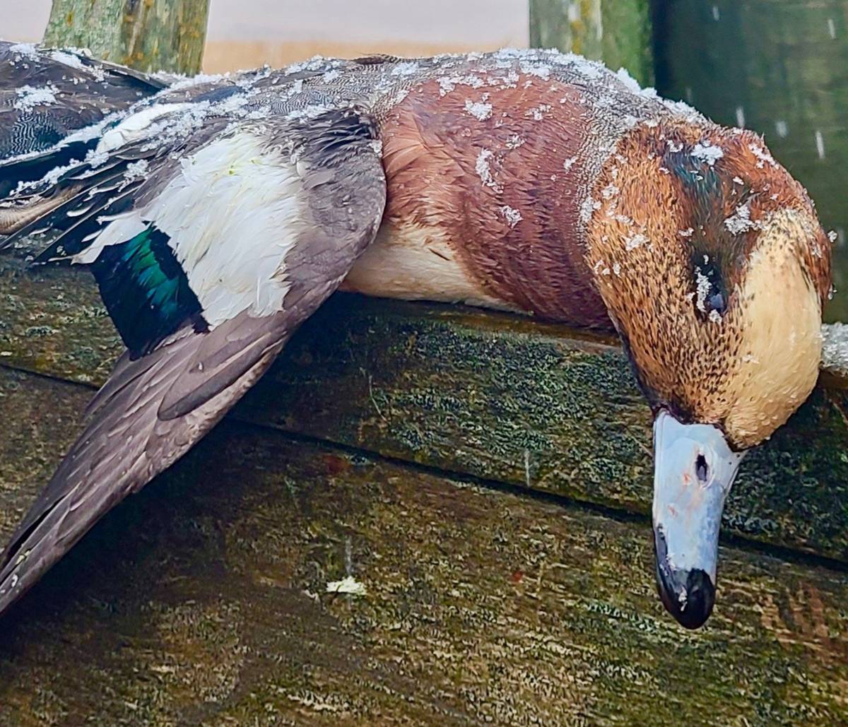 Frosty Eurasian Wigeon drake portrait with rust head and green speculum